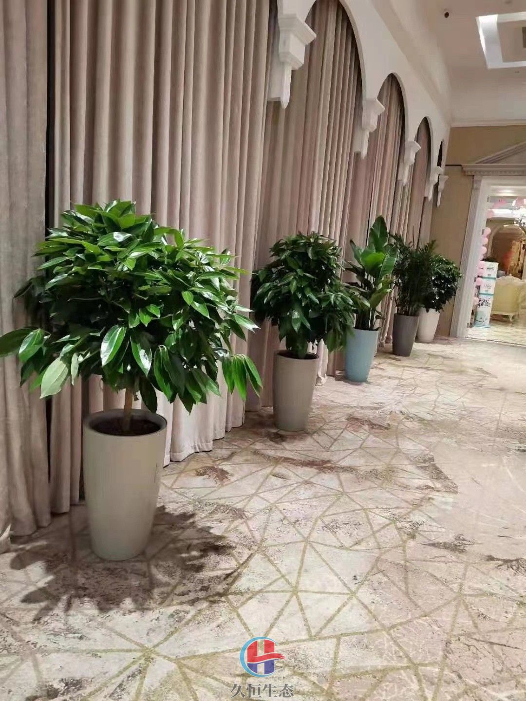 江北酒店走廊花卉绿植摆放