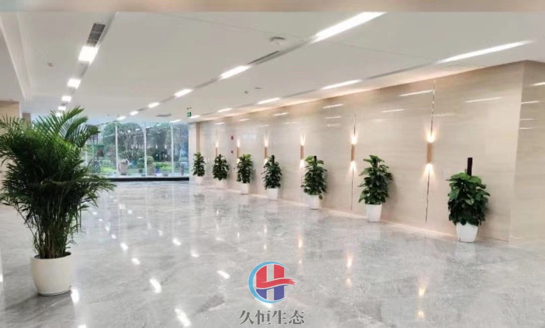 江北行政单位大厅走廊大型绿植摆放